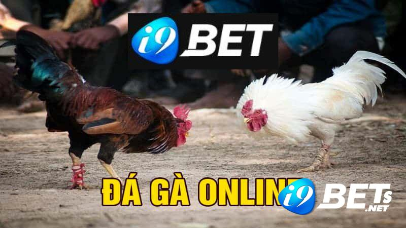 Đá gà i9bet - Mẹo đặt cược bất bại, trăm trận trăm thắng Đá gà i9bet - Mẹo đặt cược bất bại, trăm trận trăm thắng